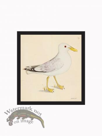 Rudbeck CFA_BF 139b Gull